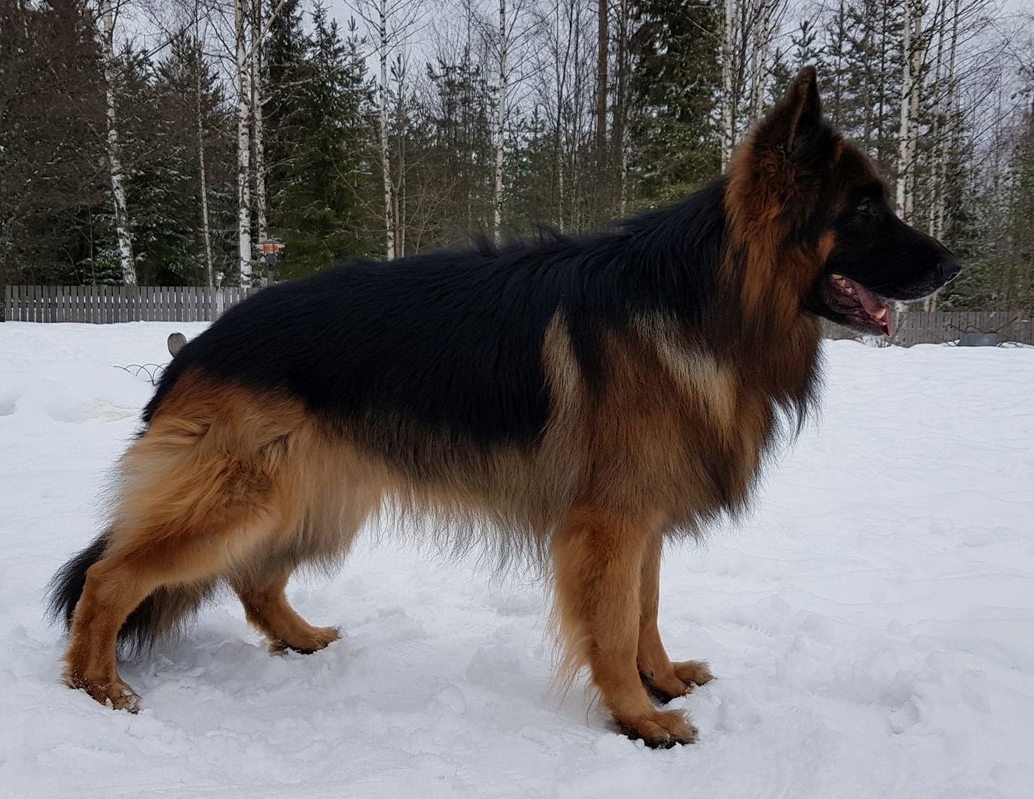 Rautsin Hyv�nn�k�inen Helmi